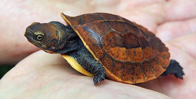 Baby turtle at Bristol Zoo Gardens