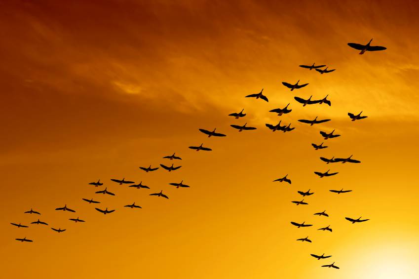 flock of migrating canada geese birds