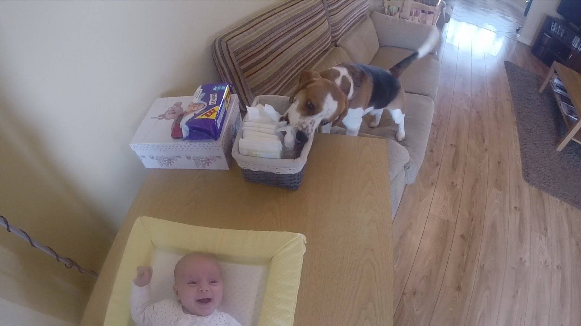 Погледнете како куче менува пелени на бебе!