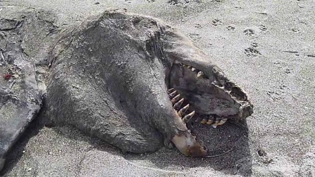 Непознато морско чудовиште се појавило на брегот на Нов Зеланд!