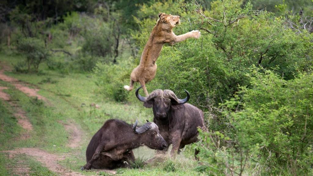 Гладен лав совладал бизон и тргнал да го јаде, но тогаш се случило нешто спектакуларно!