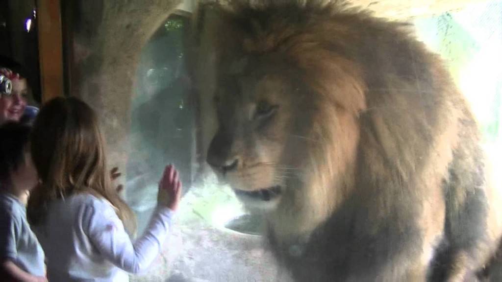 Се приближила до огромен лав, а потоа следувало вистинско изненадување!