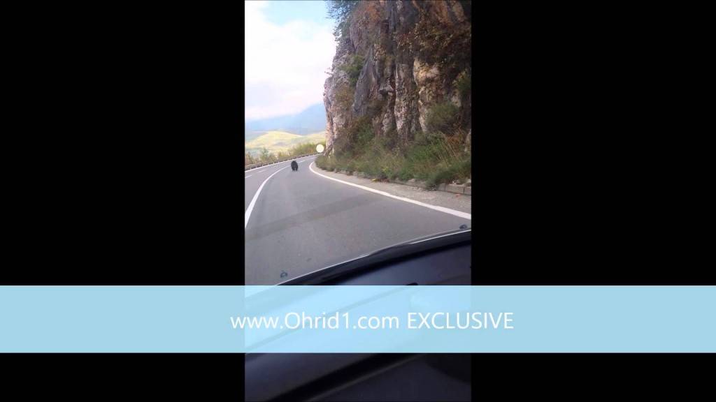 На патниот правец Охрид – Кичево била снимена мечка како трча на патот