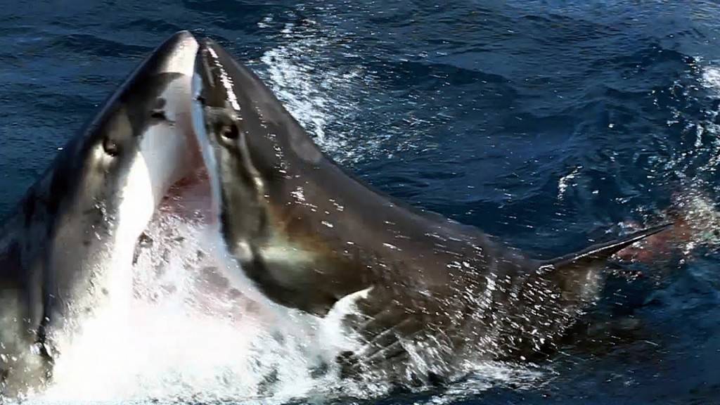Вака изгледа борба помеѓу две бели ајкули!