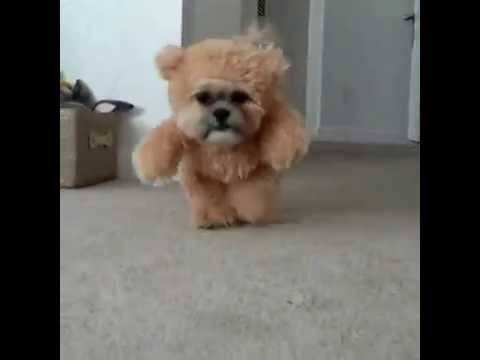 Ова куче го воодушеви светот само за 11 секунди