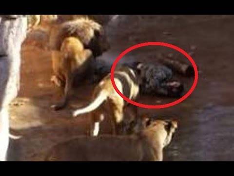 Човек скокнал во кафез со лавови (видео)