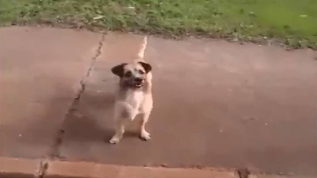 Го одвела брза помош, погледнете ја реакцијата на неговото куче!