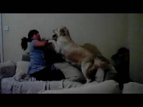 Мајка ја тестира реакцијата на кучињата кога пробува да го тепа детето
