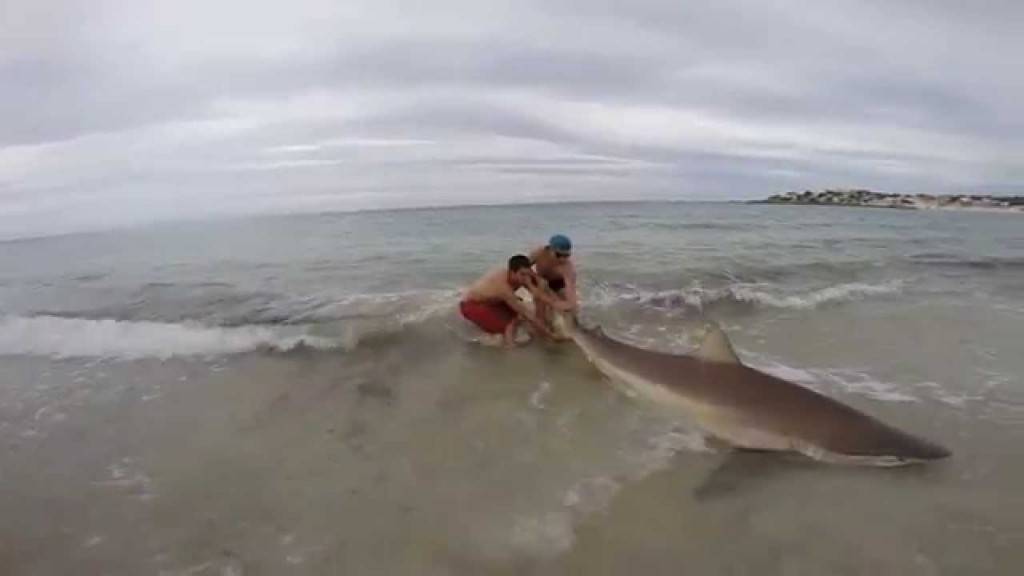 Момче со јадица извлече ајкула од 200 килограми!