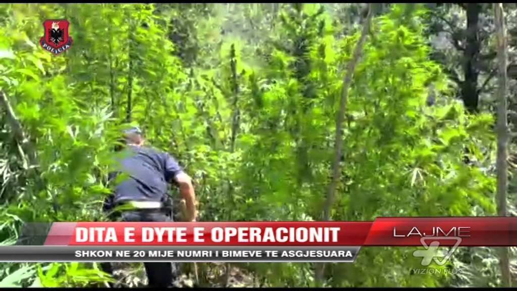 Албанците уништиjа огромни плантажи марихуана