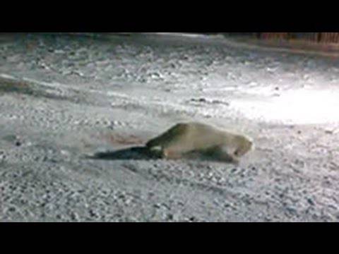 Шокантно видео: „Нахраниле“ мечка со петарди – животното умирало во најстрашни маки!