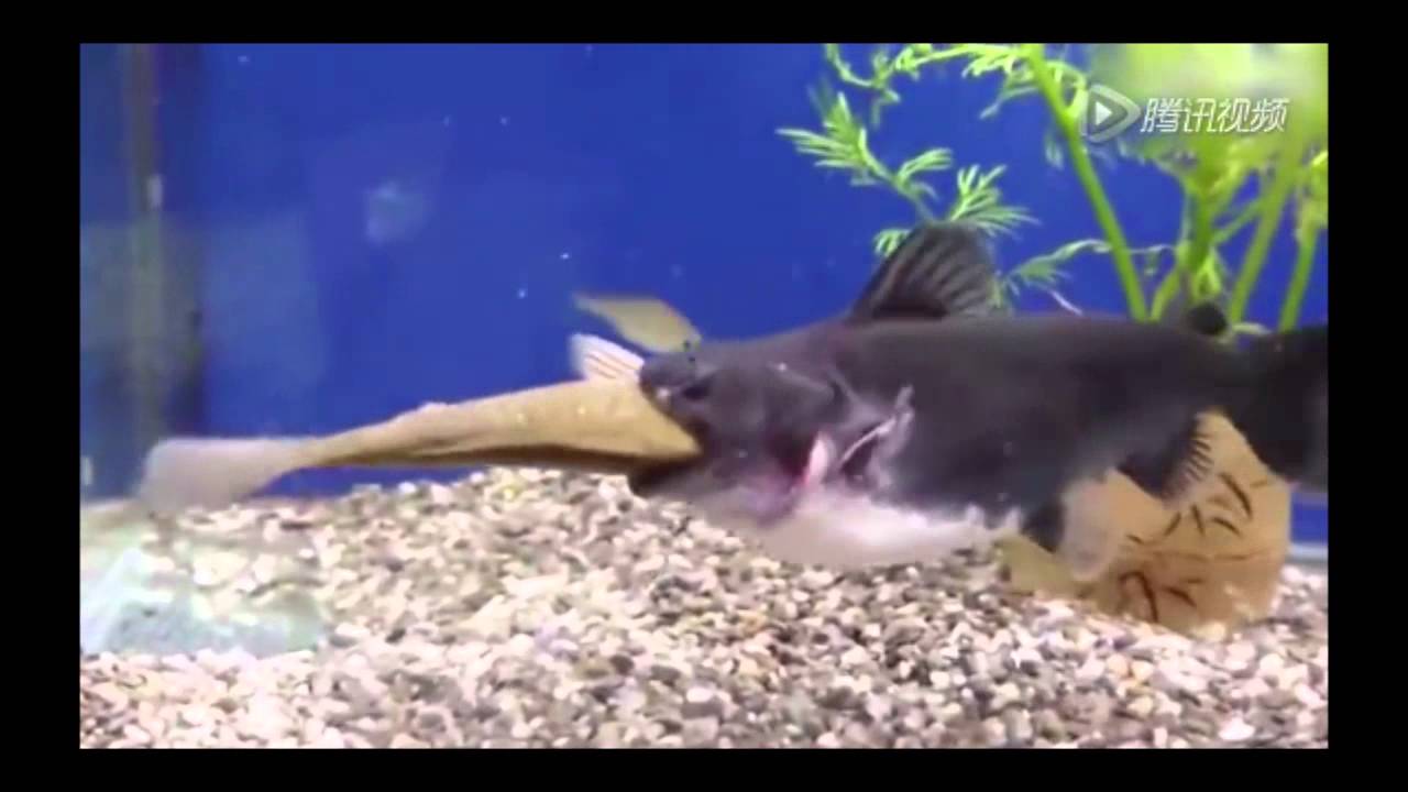 Купил нова риба и ја ставил во аквариум. Она што следело ќе го помни додека е жив!