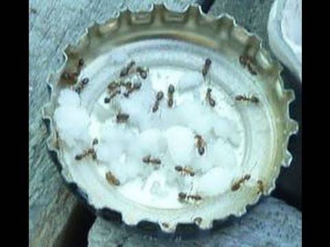 Решете се од мрави и останати штеточини во својот дом на досега најлесен и најбрз начин!
