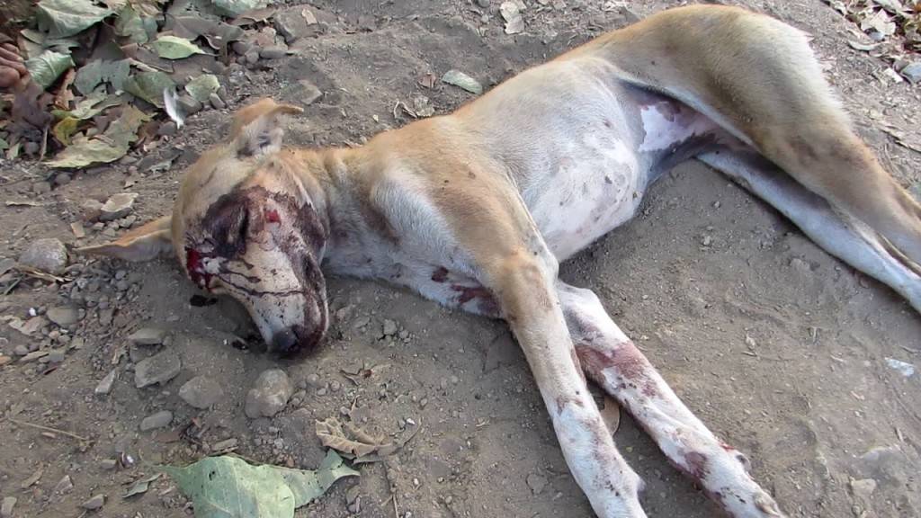Ова куче се довлечкало во градина за да умре, но нема да верувате што се случило потоа… (ВИДЕО)