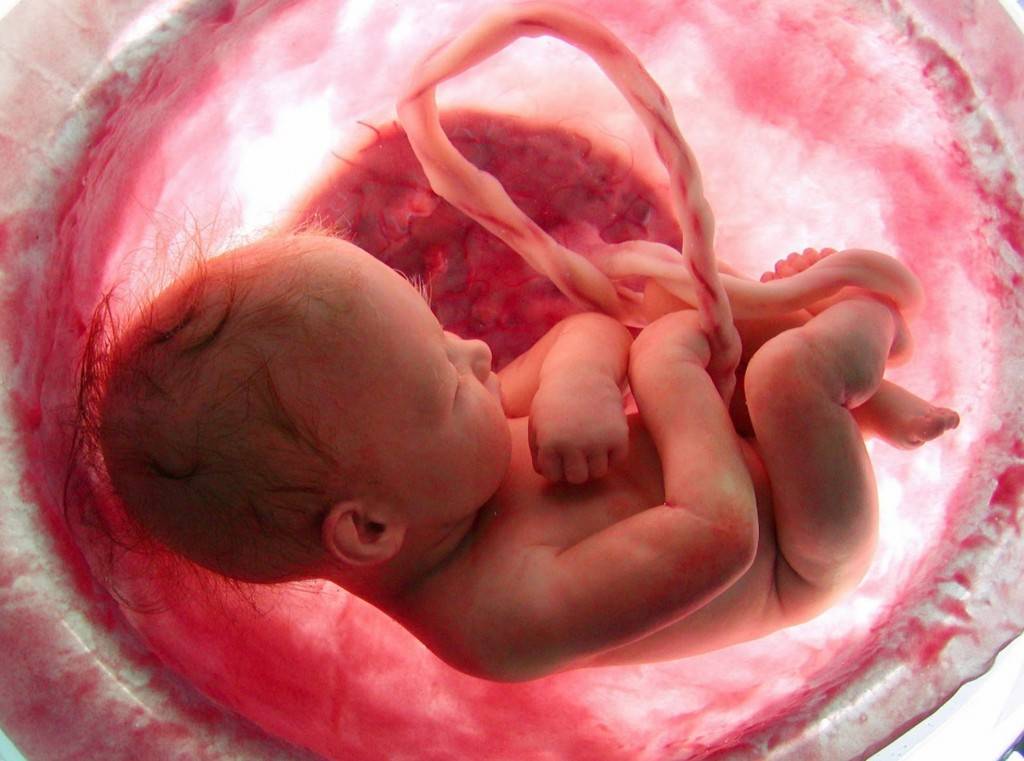 Што прави бебето во стомакот додека се развива – детали кои не ги знаете