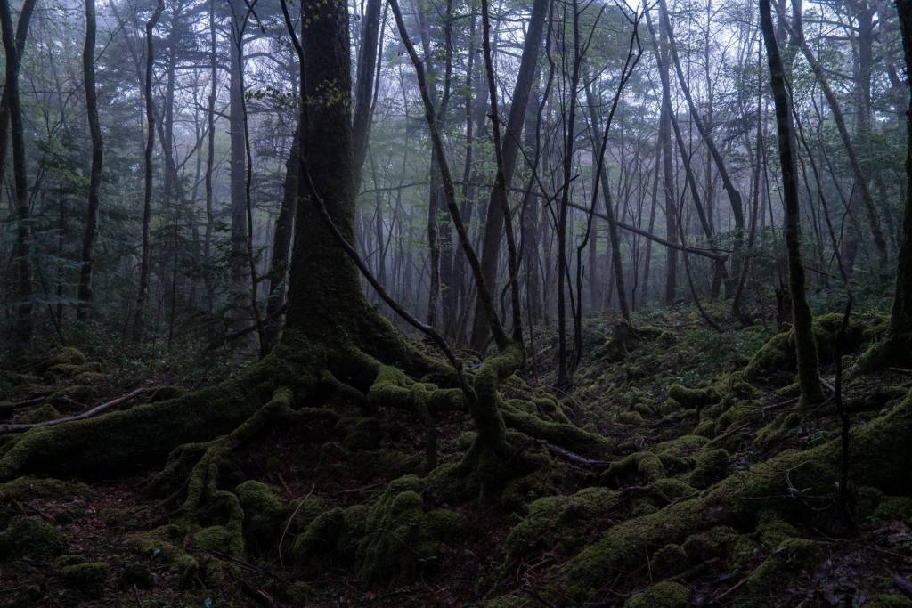 Оваа шума позади себе има повеќе од 1.000 самоубиства