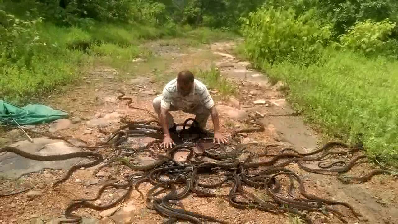 Еве како изгледа крајот на работниот ден на еден фаќач на змии (ВИДЕО)