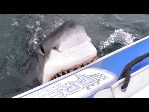 Пловеле со гумен чамец, а потоа ги нападнала огромна ајкула!