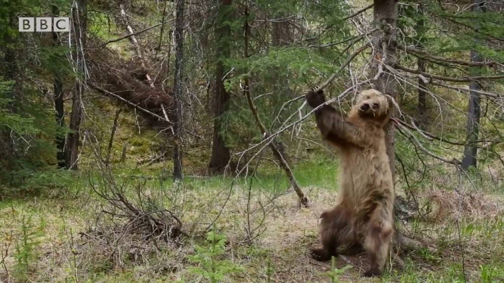 Отишле во шума и ја впериле камерата во едно дрво. Неколку моменти подоцна наишол мечок и приредил вистинско ШОУ!