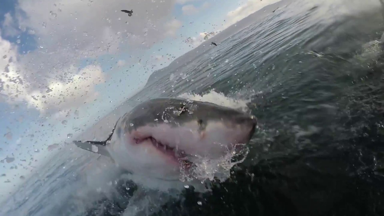 БЛИСКА СРЕДБА КОЈА ЌЕ ВИ ЈА ЗАЛЕДИ КРВТА: Голема ајкула скокна од вода и на снимателот му го скрати животот за неколку години