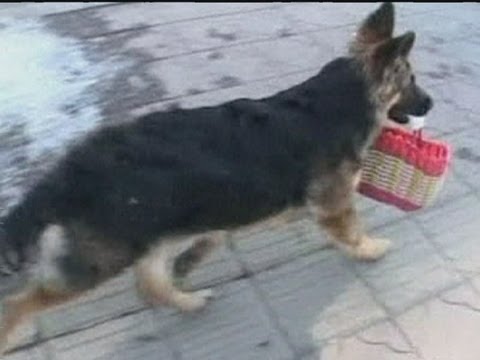 Во Кина и кучињата ги научиле да пазаруваат