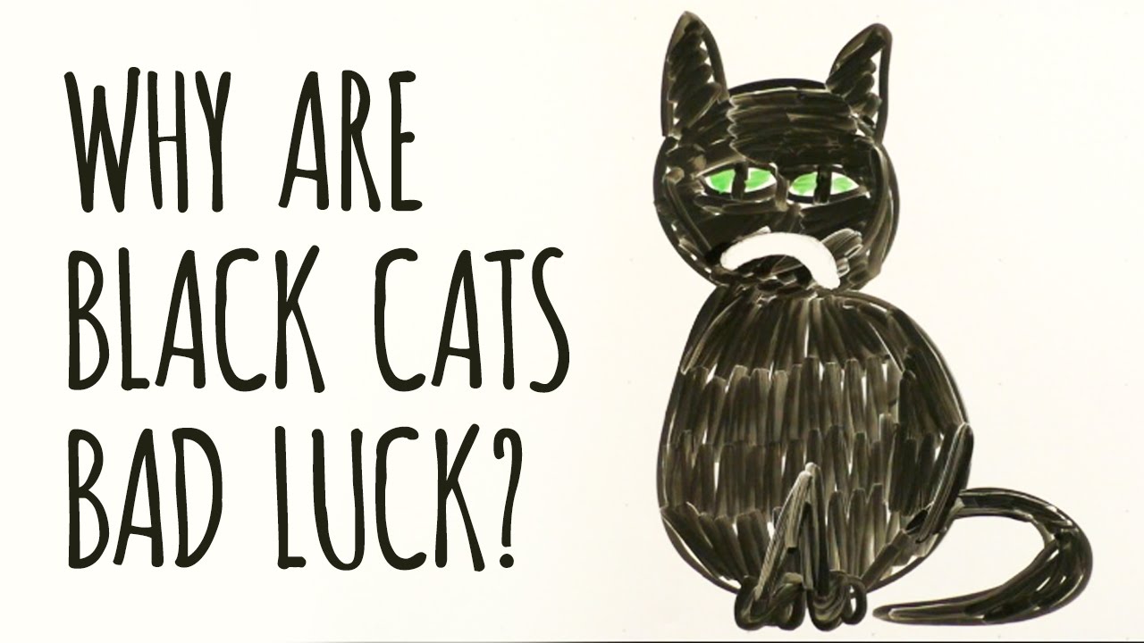 Зошто се смета дека црните мачки носат несреќа!