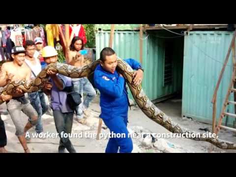 Ја фатиле најдолгата змија: Ова чудовиште е долго повеќе од 8 метри и тешко 250 кг!