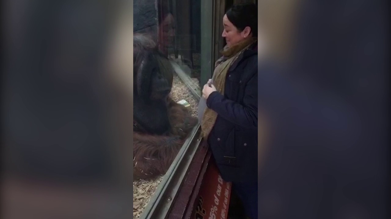 Разбра се: Орангутан со еден гест ја расплака трудницата
