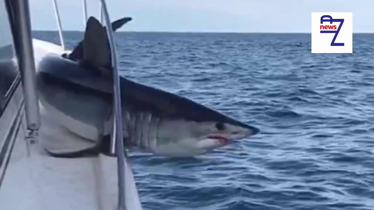Џиновска ајкула скокна од морето и се заглави на палуба на брод