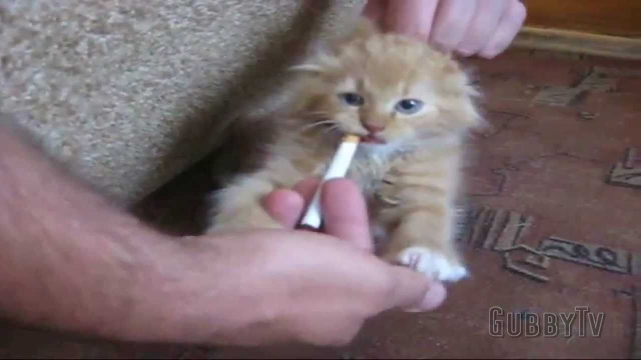 Кога мачката ќе стане зависна од цигари