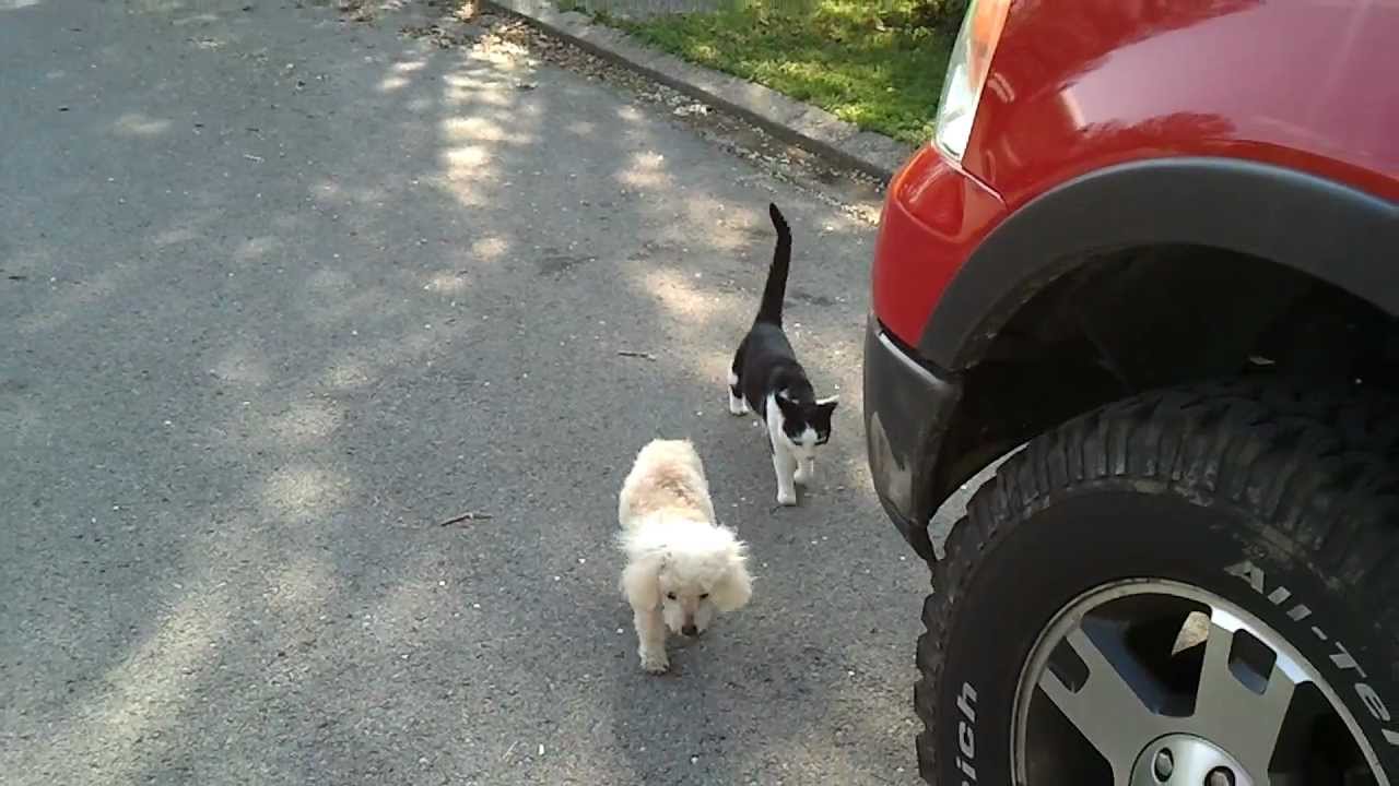 НЕВЕРОЈАТНО: Мачка му помага на слепо куче да се врати дома