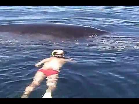 Огромен кит молел за спас: За она што следело никој не бил подготвен!