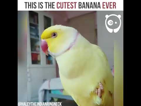 Ова е најслаката банана што некогаш сте ја виделе