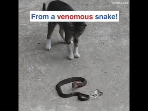 Оваа мачка жестоко го брани својот дом од змии