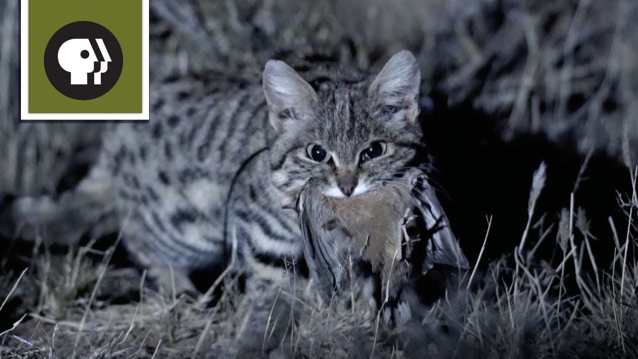 Запознајте ја најсмртоносната мачка на планетата