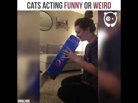 Дали однесувањето на овие мачки е смешно или чудно?
