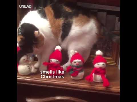 Непослушното маче ги избутка божиќните играчки од полицата
