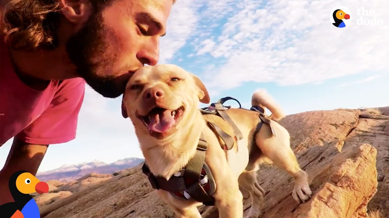 Бестрашното спасeно куче скока од карпи заедно со неговиот татко