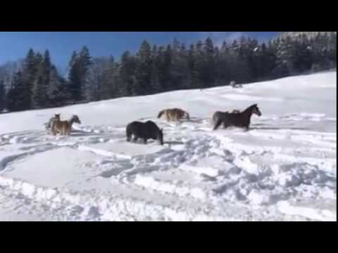 Коњи што си играат во снег како деца