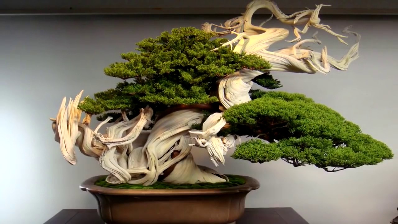 5-te-najstarite-bonsai-drva-vo-s.jpg
