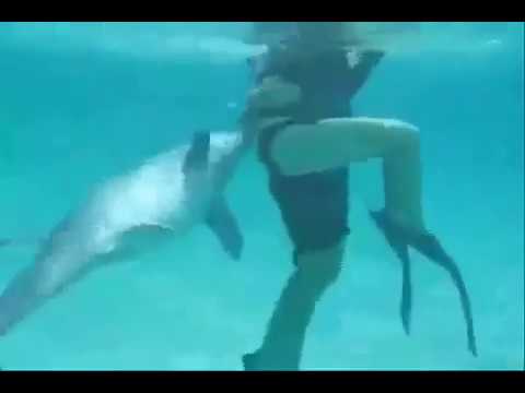 Делфинот се однесува прилично пријателски