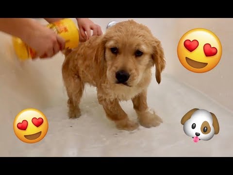 Првото капење на малото кученце