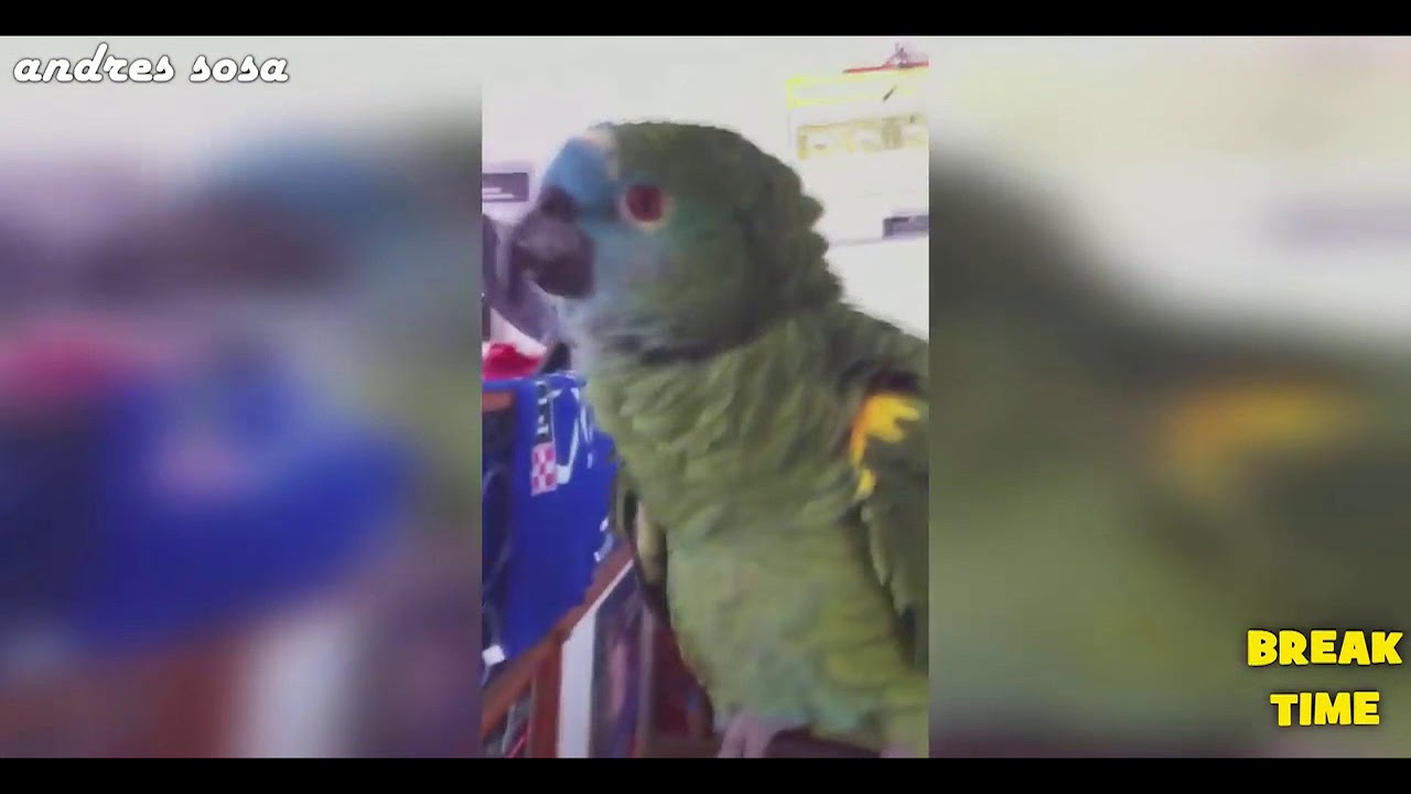 Овој папагал совршено го имитира звукот на аларм од автомобил