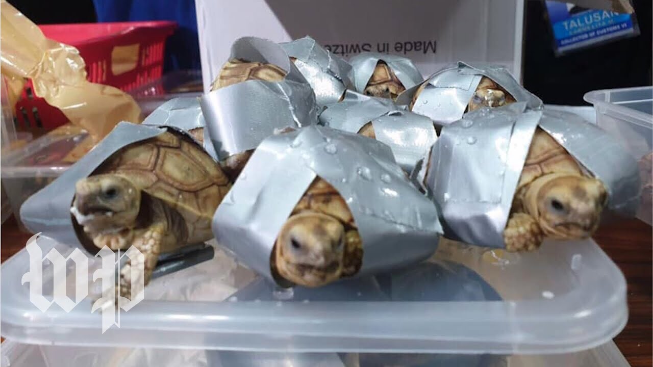 Повеќе од 1.500 егзотични желки биле пронајдени во багаж
