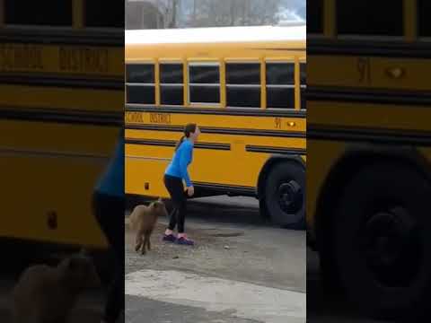 Оваа коза се обидува да влезе во училишнен автобус
