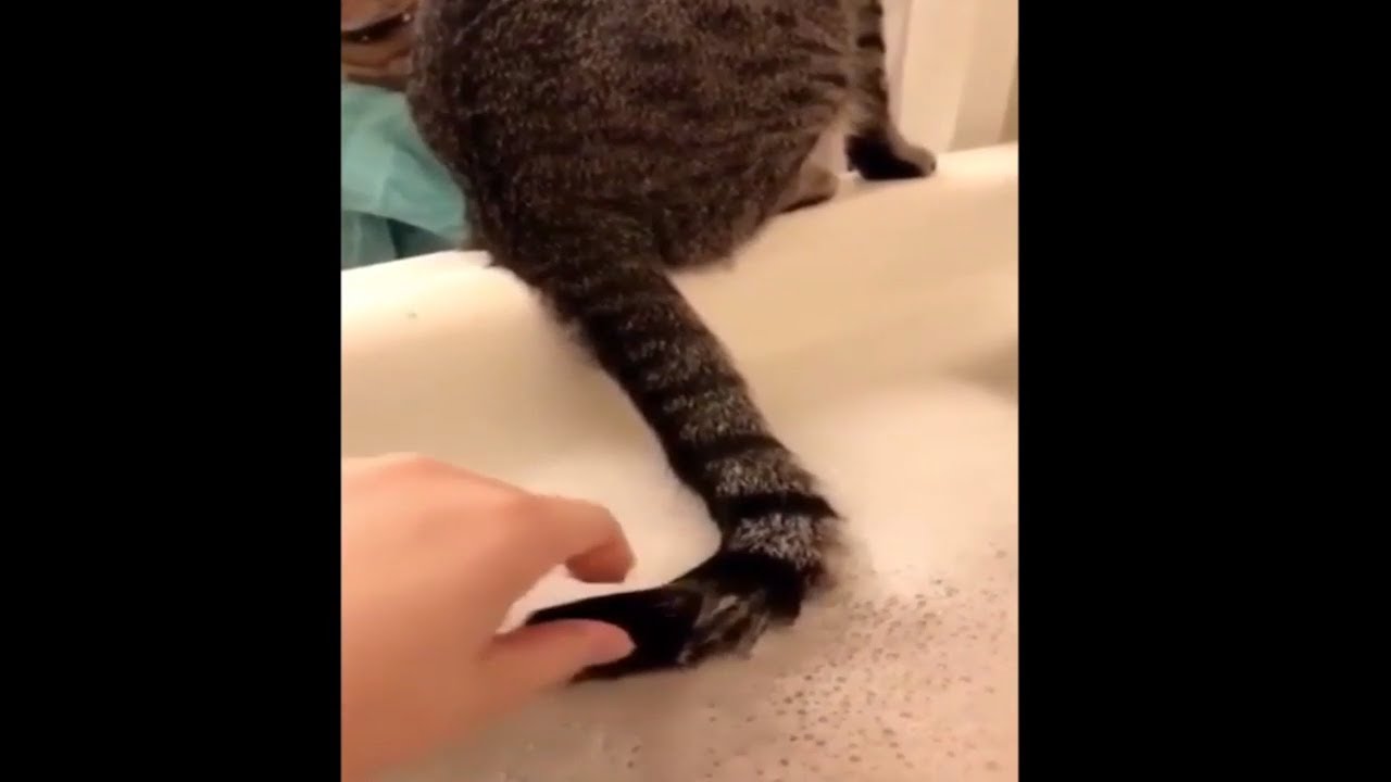 Оваа мачка го изгуби умот откако ја намокри опашката