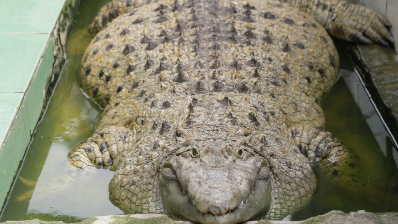 Овој крокодил кој тежи 200кг живее со индонезиско семејство