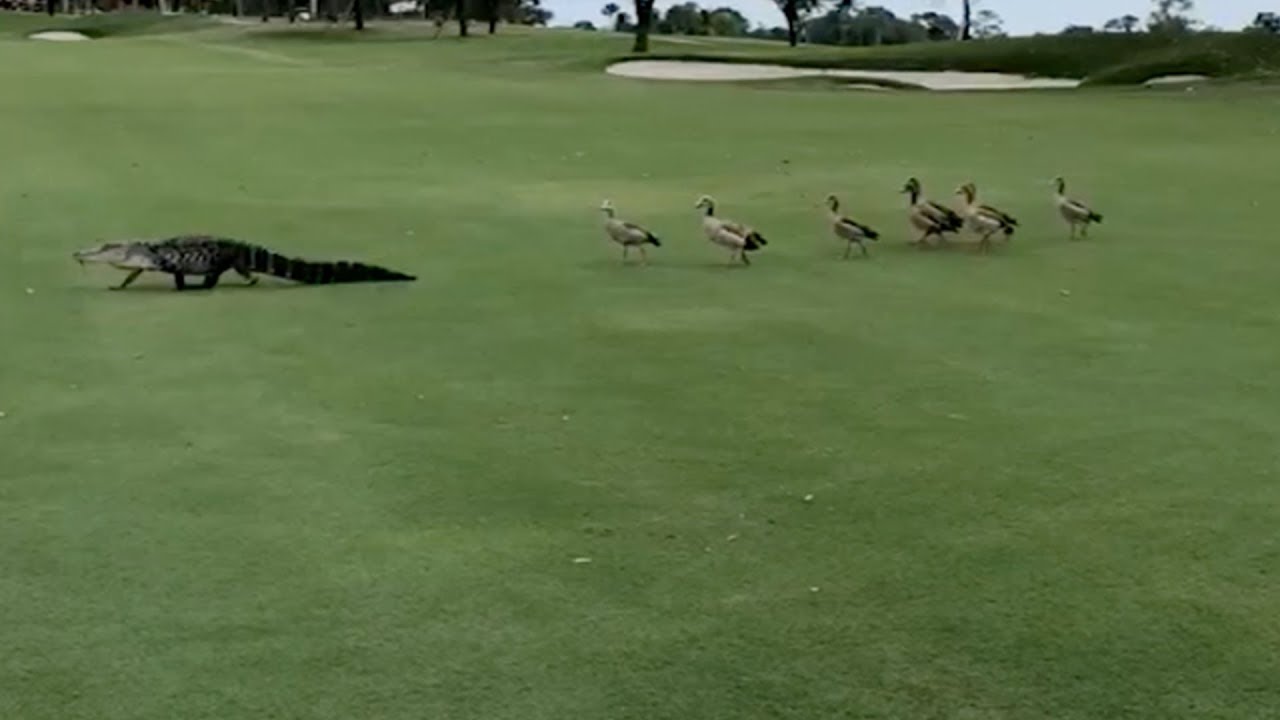 Алигатор среде голф терен со интересна придружба