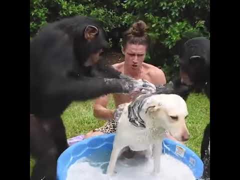Човек, куче и мајмун се тушираат заедно