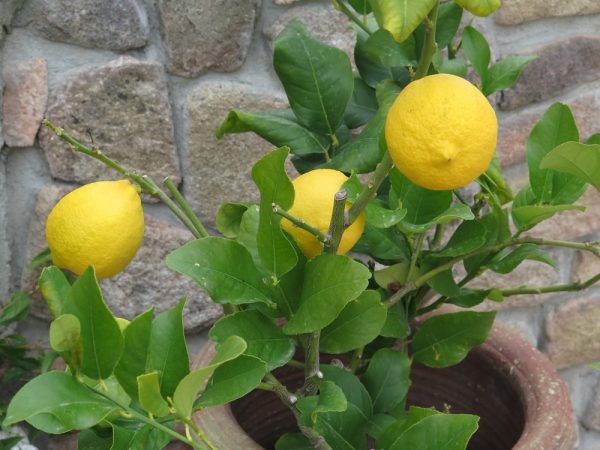 limon 1